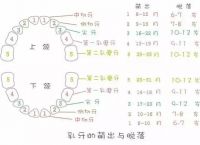 [乳牙总共多少颗]乳牙多少颗恒牙多少颗