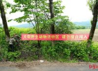 包含吉林图们疑有老虎进村咬死牛的词条