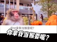 [电报猴台词]电报猴台词是什么