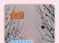 财大气粗正确答案的动物,财大气粗的动物代表什么生肖
