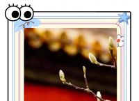 立春的生肖正确答案,立春的生肖是什么生肖