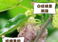 明珠果长什么样？了解明珠果的独特外观与营养价值