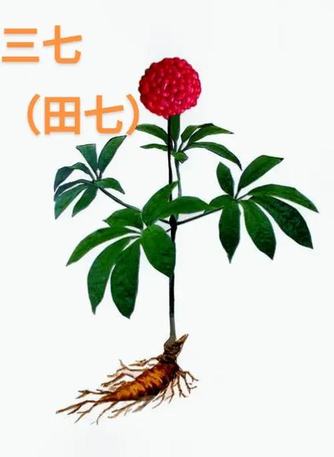 三七今期是什么生肖,今期生肖三七加解生肖