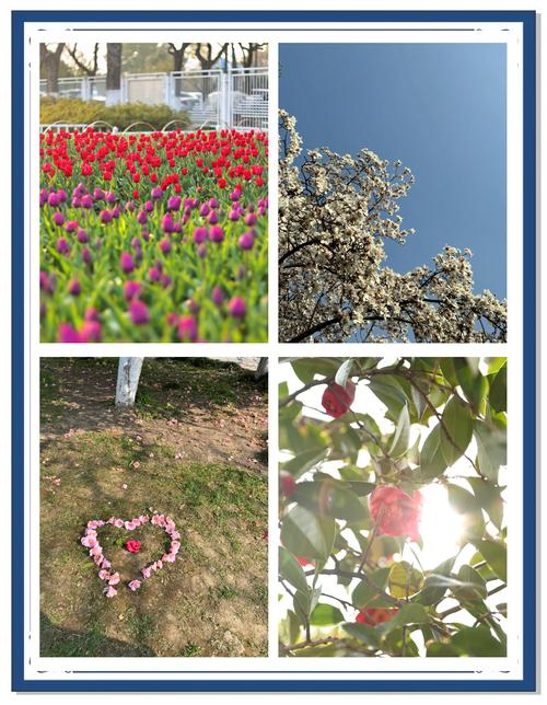 玄武湖桃花远看像什么,如何修改微信群名称备注
