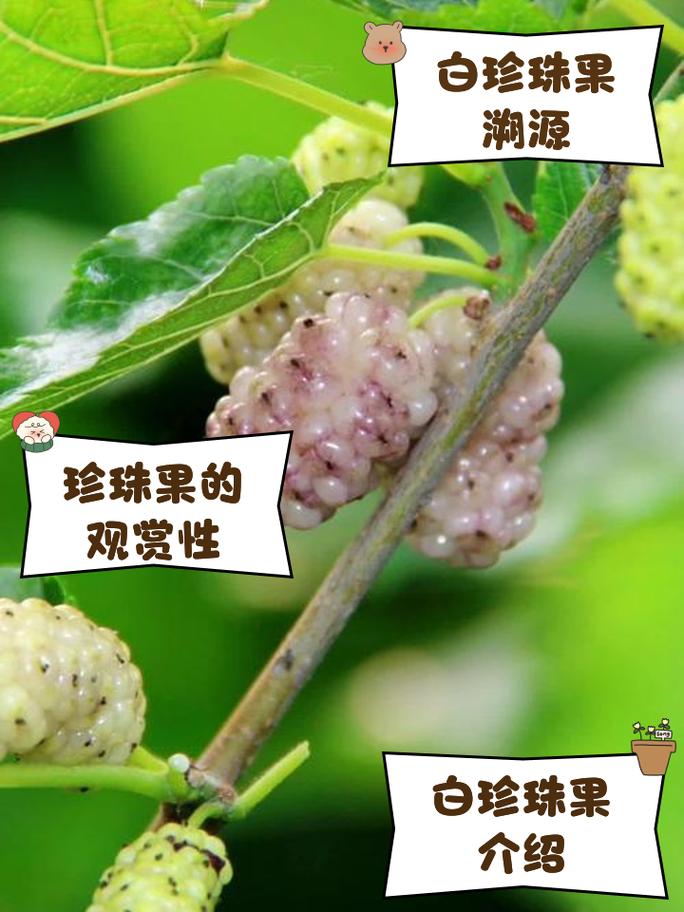 明珠果长什么样?了解明珠果的独特外观与营养价值