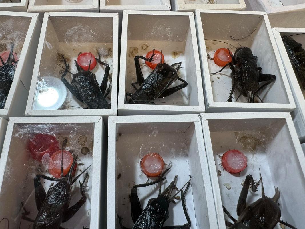 电报蛉虫饲养,电报蛉虫寿命多长