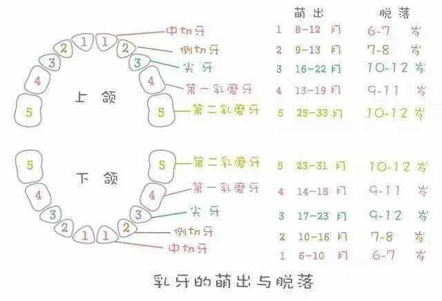 [乳牙总共多少颗]乳牙多少颗恒牙多少颗