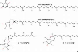 plastoquinone的简单介绍