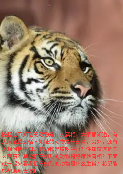 欲钱买神奇的动物,欲钱买神奇的动物是什么生肖