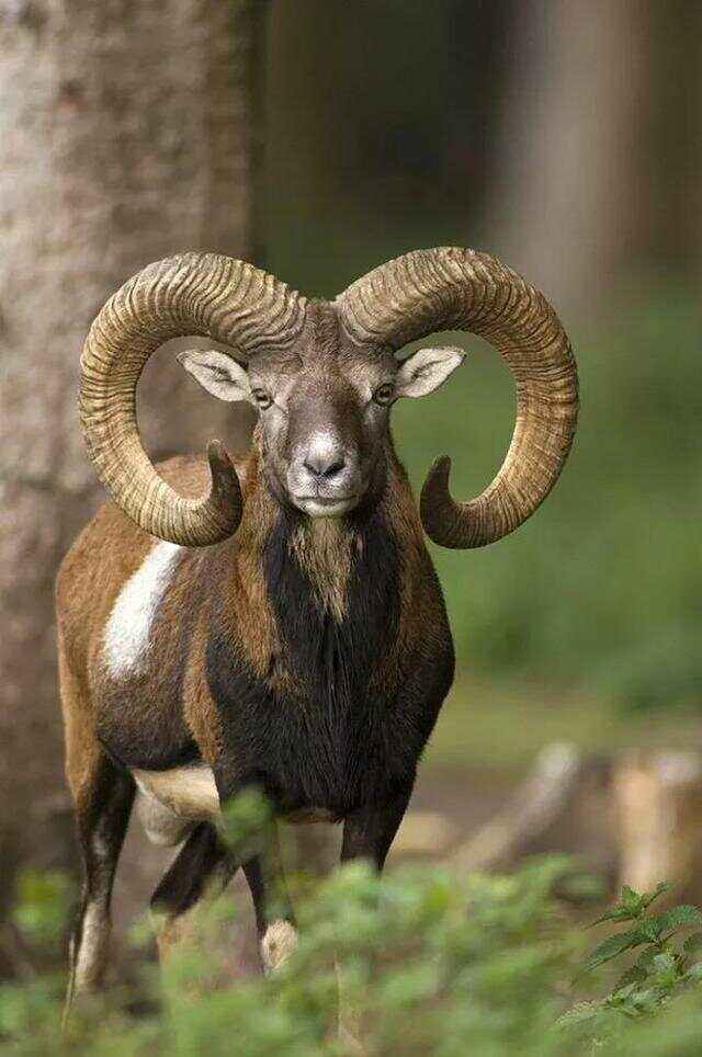 羊丑今期有玄机是指什么,羊丑今期有玄机是什么生肖