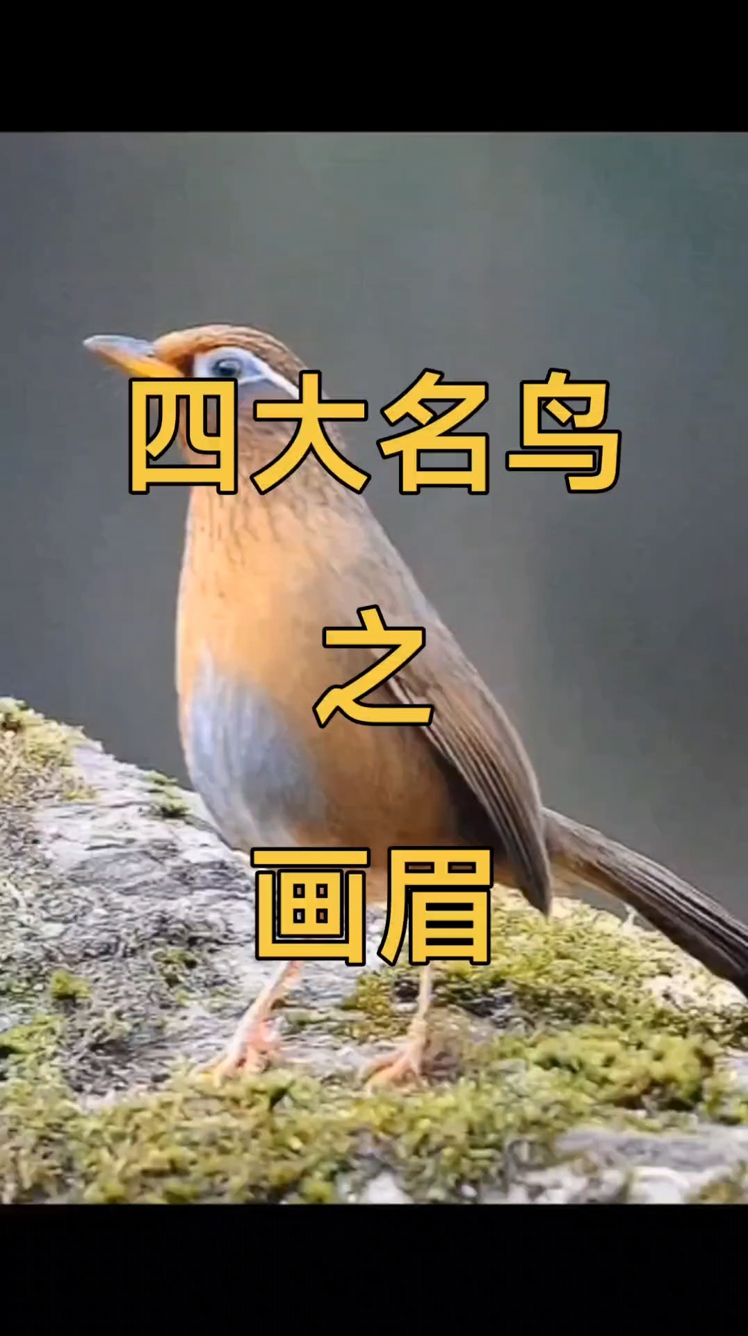 十大笼养鸟排名,排名前10最好养的鸟