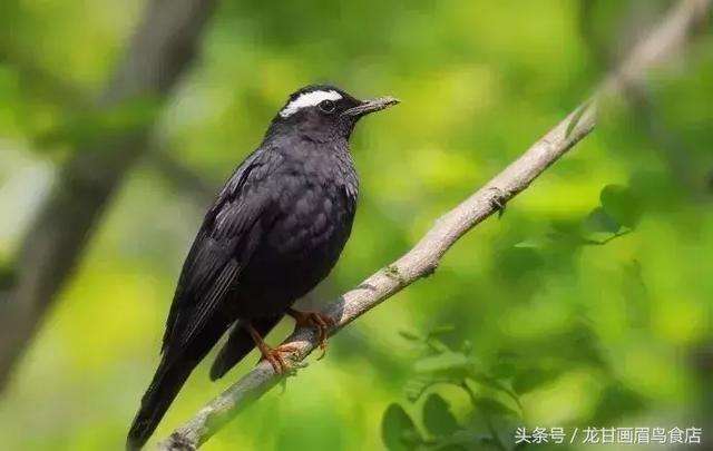 十大笼养鸟排名,排名前10最好养的鸟